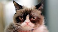 grumpycat24