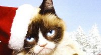 grumpycat24