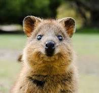 ViveQuokka