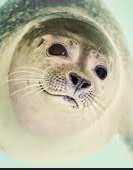 Seal